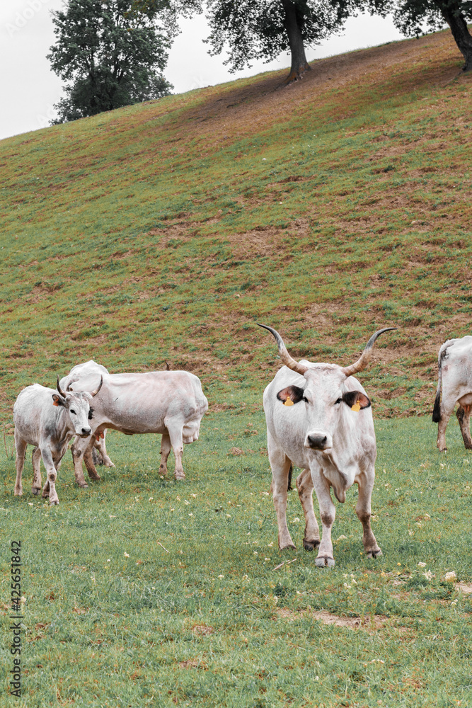 Fototapeta premium Cows graze on green farm pasture. Domestic animals graze on meadow. Podolica cow or mucca Podolica with her calf. regione Campania, South Italy