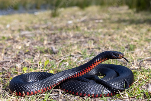 Red-bellied Black Snake basking in sunlight