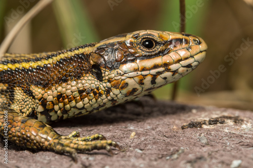 Common Lizard  Zootoca vivipara 