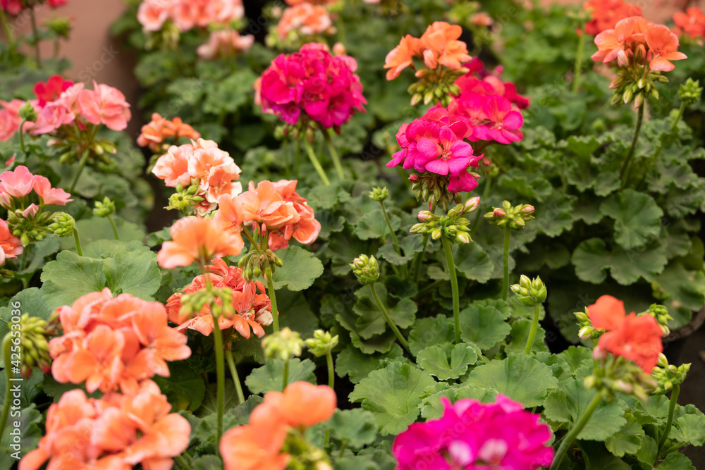 flower flower