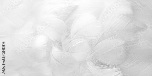 White fluffy bird feathers. Beautiful fog. A message to the angel. Banner. The texture of delicate feathers. soft focus