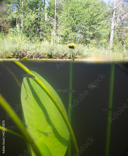 Yellow water lily bud with long stem and underwater leaves
