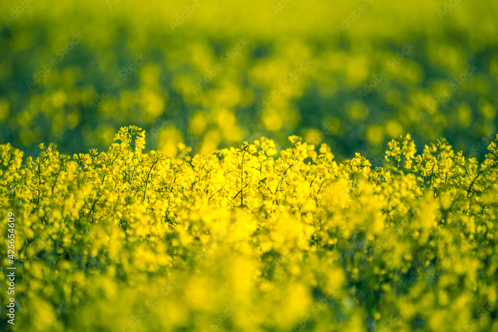 Obraz premium A beautiful yellow canola fields during springtime. Blooming rapeseed fields in Northern Europe. Springtime landscape of cultivated fields.