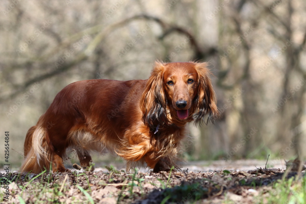 long haired dachshund, portrait of a beautiful purebred dog