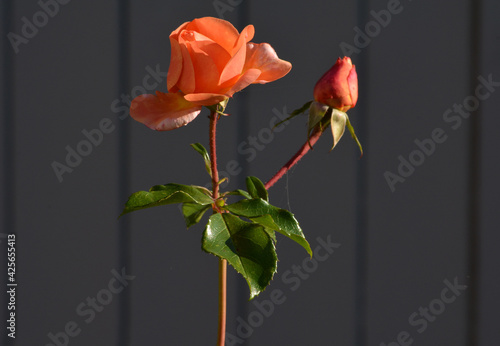 Rosenblüte lachsfarben mit Holzwand im Hintergrund photo