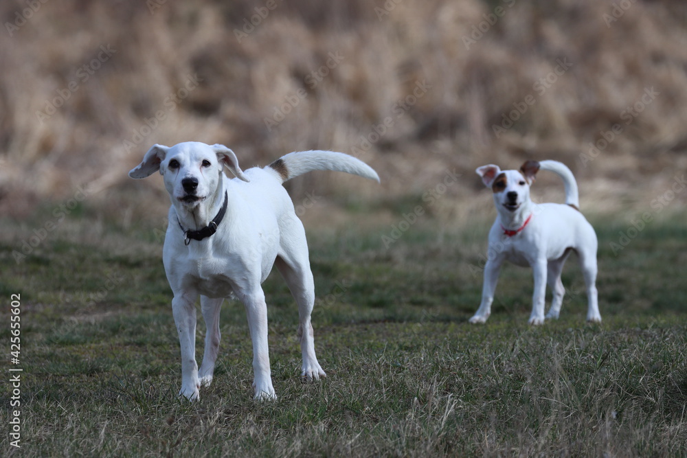 two dogs playing in the field, white dogs two dogs playing in the field, white dogs
