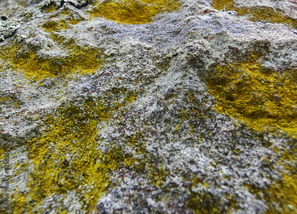 Roca cubierta de musgo vista desde cerca