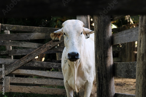 vaca branca saindo de dentro do curral na fazenda.