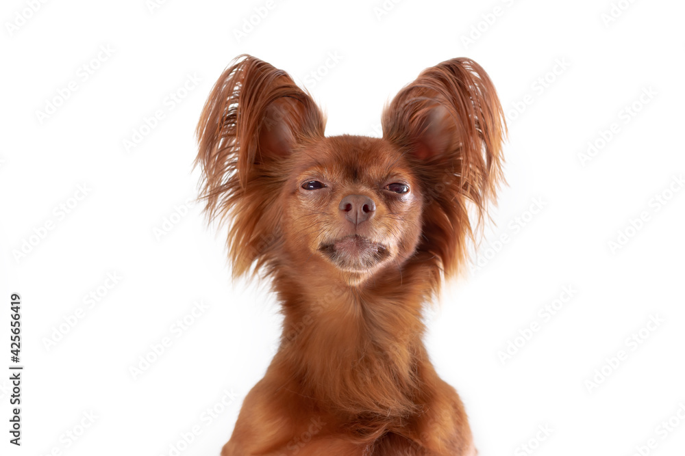 Unhappy Russian Long Haired Toy Terrier