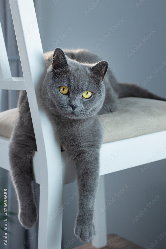 blue grey british shorthair cat laying on chair