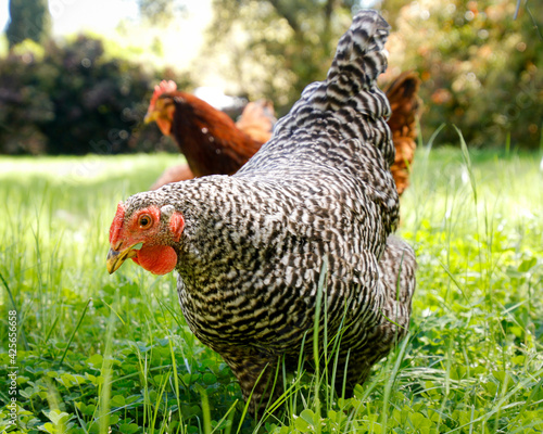 Free Range Hens