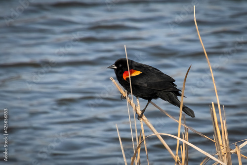 black winged blackbird in water