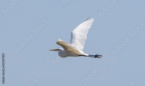 Egret in Flight © Lisa