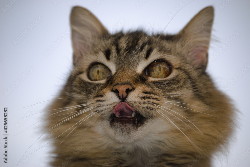 Gato pardo com a língua de fora a observar uma presa para atacar e comer