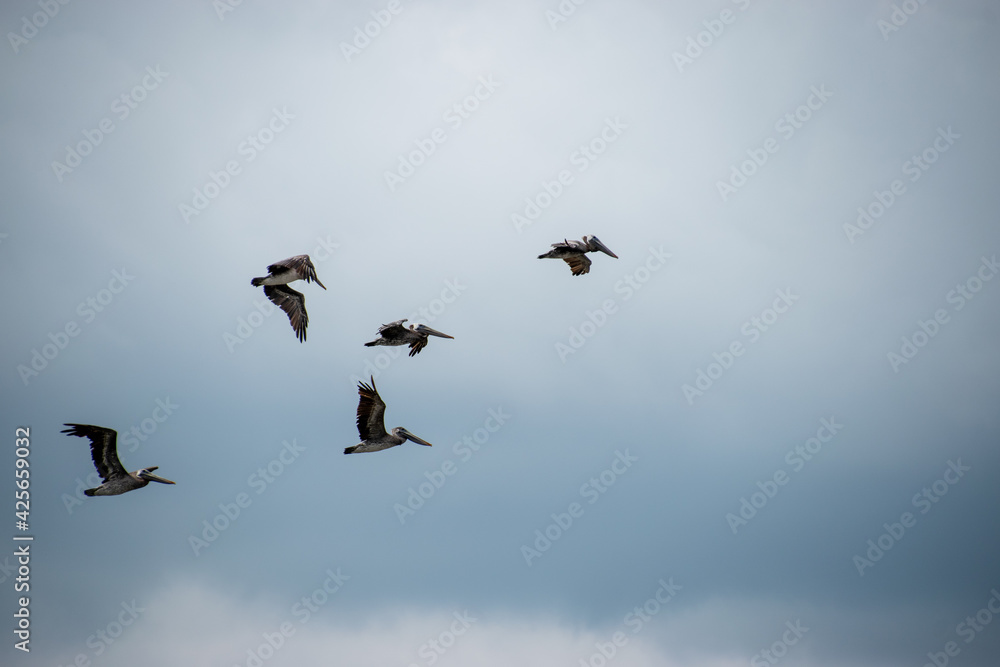 A flock of pelicans flying over the Charleston Harbor A flock of pelicans flying over the Charleston Harbor