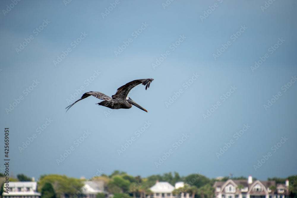 A single pelican flying in the Charleston harbor with Sullivan's Island in the background A single pelican flying in the Charleston harbor with Sullivan's Island in the background