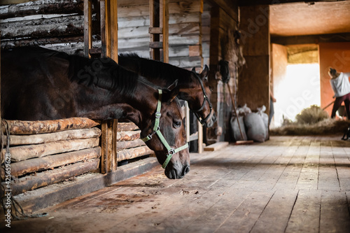 In the wooden stable, the horses stand in their stalls and wait to be fed © Anna Kosolapova