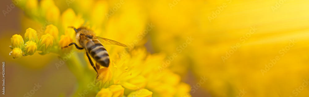 honeybee collects nectar and pollen from yellow flowers Sedum acre, goldmoss, mossy or biting stonecrop, goldmoss sedum, stonecrop and wallpepper growing in a flowerbed in the garden. honeybee collects nectar and pollen from yellow flowers Sedum acre, goldmoss, mossy or biting stonecrop, goldmoss sedum, stonecrop and wallpepper growing in a flowerbed in the garden.
