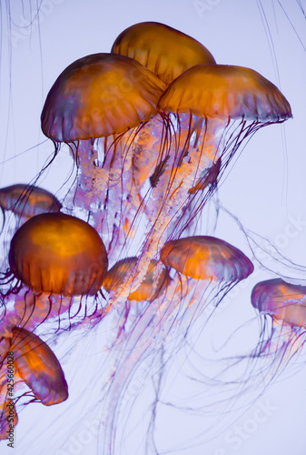 Group of Jellyfish Floating in Seawater