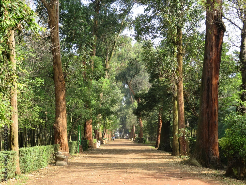 Viveros de Coyoacan park in Mexico city