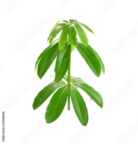 Suicide tree isolated on white background. Suicide tree  Cerbera odollam  commonly known as pong-pong  mintolla  and othalam  a fruit known as othalanga that poison used for suicide and murder