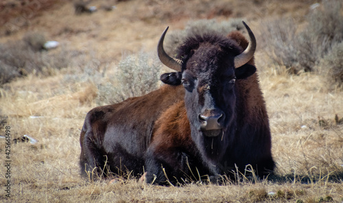 Buffalo in Hot Springs State Park, Wyomimg