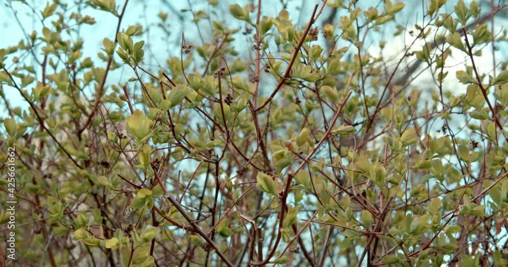 Green leaves background. Spring time, tree is greening Green leaves background. Spring time, tree is greening