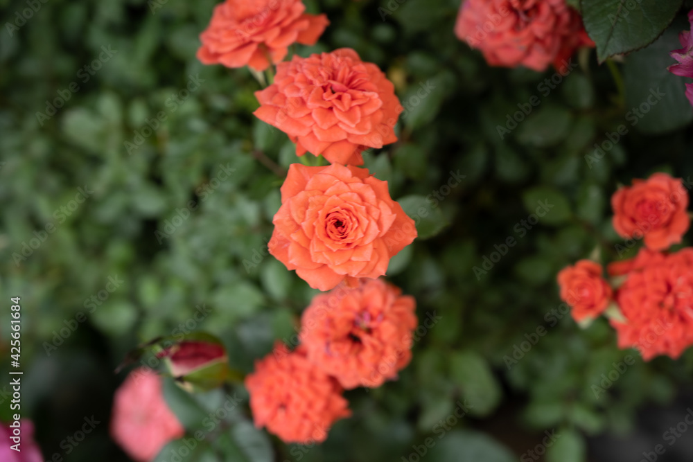 Obraz premium flower