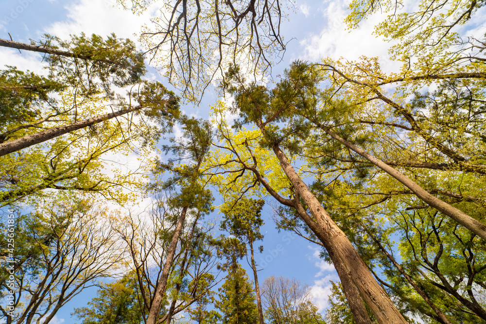 Obraz premium 森の中から見た青空の広角写真