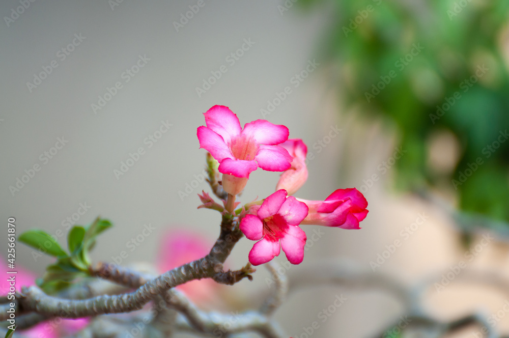 Close up of Desert Rose. Adenium obesum. Close up of Desert Rose. Adenium obesum.