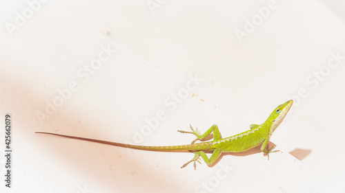 Green anole