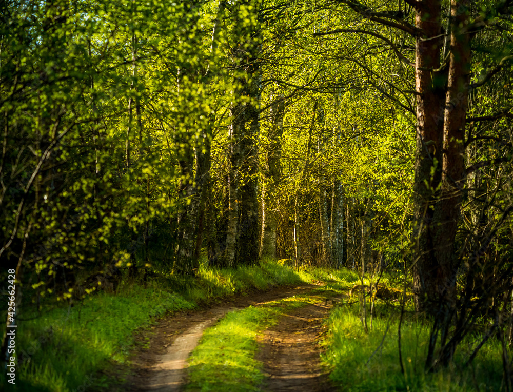 A beautiful scenery of an old road leading through the spingtime forest. Spring landscape of a forest road in woodlands in Northern Europe.