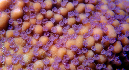 Ultra macro polyps scene from Montipora short polyp stony coral