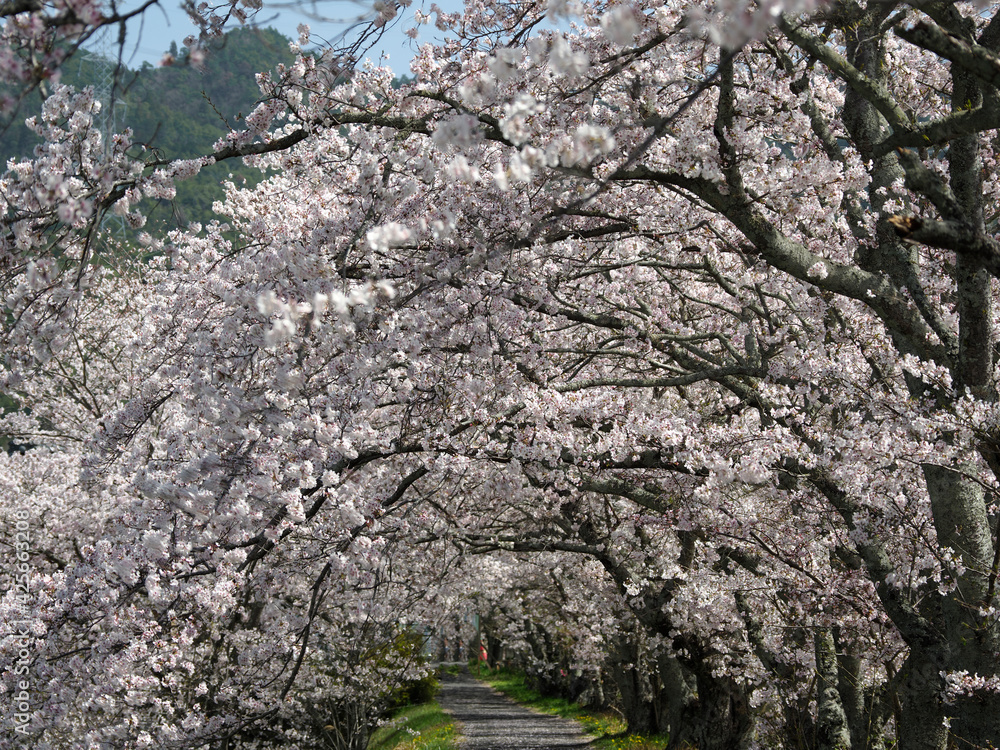 Kyoto,Japan-March 31, 2021: Sakura Cherry blossoms tunnel along Waduka river in Waduka, Kyoto
Kyoto,Japan-March 31, 2021: Sakura Cherry blossoms tunnel along Waduka river in Waduka, Kyoto