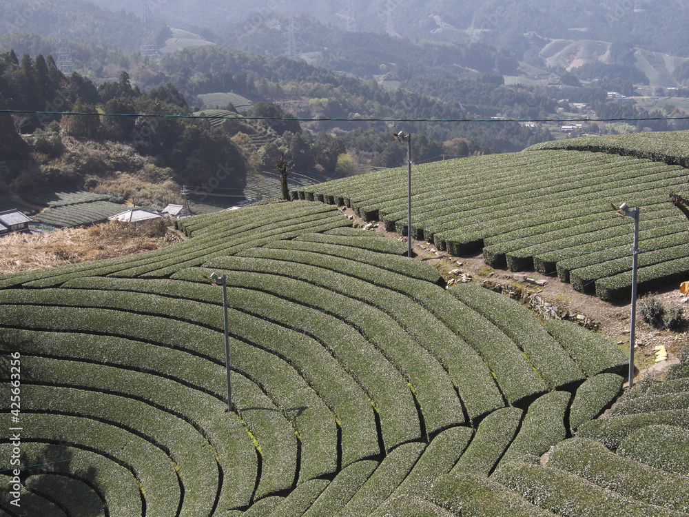 Kyoto,Japan-March 31, 2021: Tea field in spring at Waduka, Kyoto
