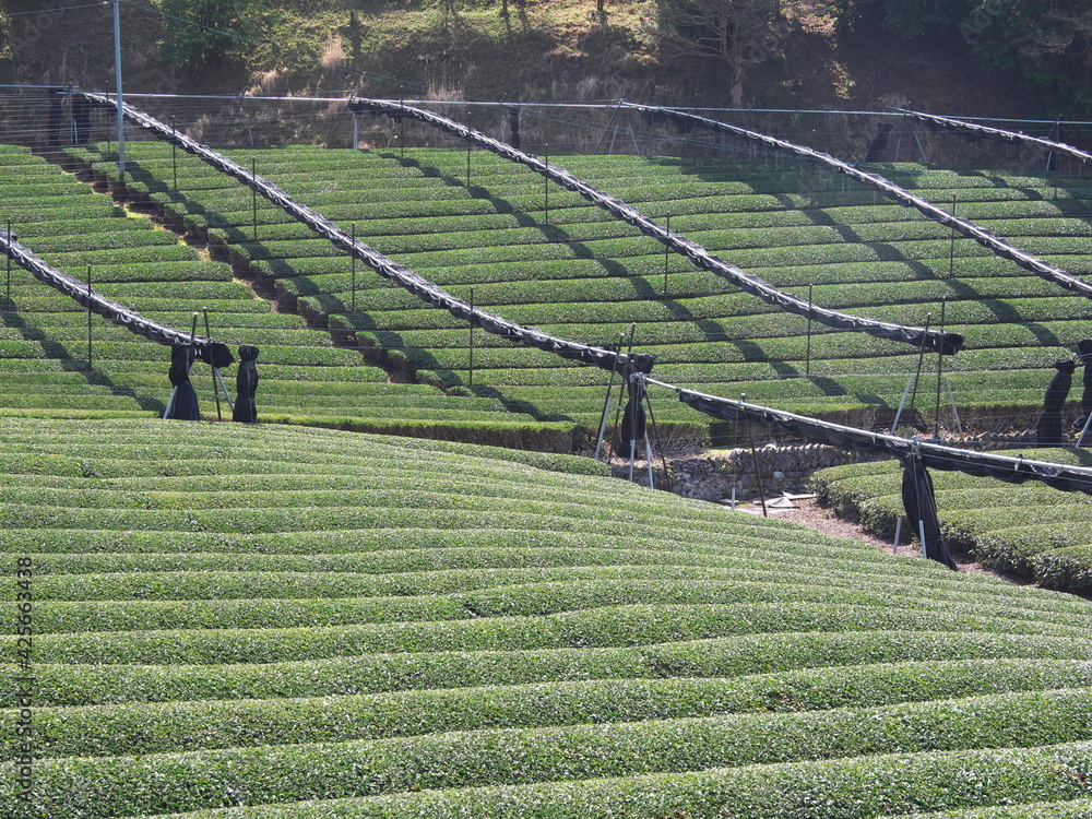 Kyoto,Japan-March 31, 2021: Tea field covered with net in spring at Waduka, Kyoto
