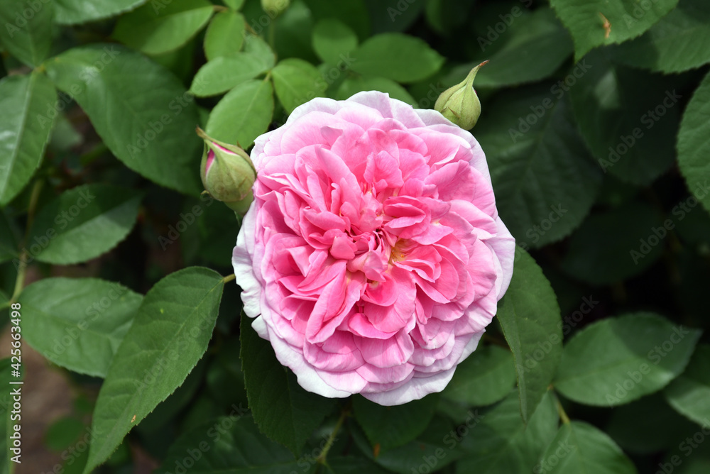 Obraz premium ピンクのバラの花