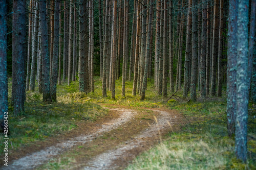 A beautiful scenery of an old road leading through the spingtime forest. Spring landscape of a forest road in woodlands in Northern Europe.