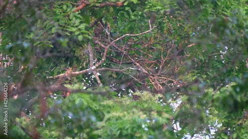 Phayre's Langur, Trachypithecus phayrei, Thailand; a young individual seen within brae branches of a tree, quickly climbing up to escape with the troop. photo