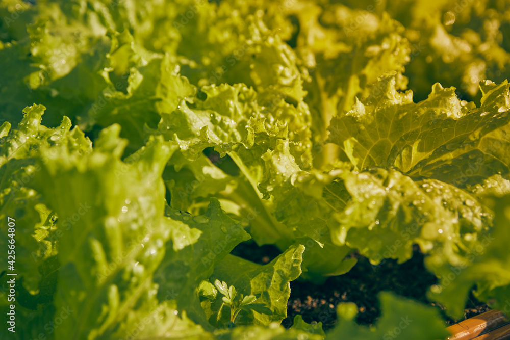 Zoom View Green Lettuce Leaves with Natural Light in Vintage Tone Zoom View Green Lettuce Leaves with Natural Light in Vintage Tone