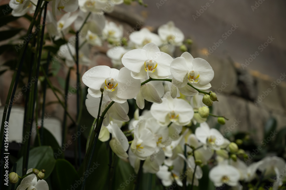 Obraz premium Orchid