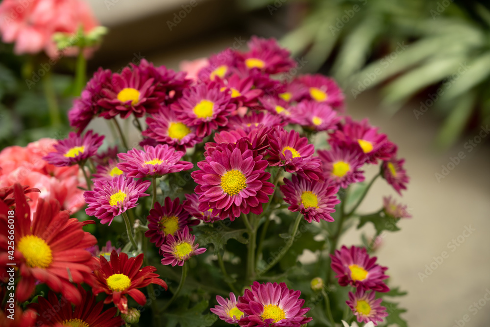 Daisy Flowers Daisy Flowers