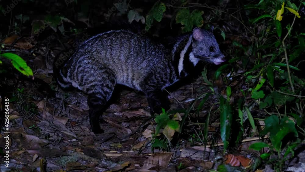 Large Indian Civet, Viverra zibetha, Thailand; a rare footage of an individual foraging for fallen fruits in the night, uses its nose to find its food, finds one to munch then turns away to leave. Large Indian Civet, Viverra zibetha, Thailand; a rare footage of an individual foraging for fallen fruits in the night, uses its nose to find its food, finds one to munch then turns away to leave.