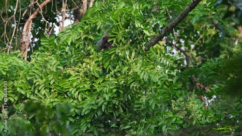 Phayre's Langur, Trachypithecus phayrei, Thailand; seen within a foliage of thick leaves and fruits during the morning, bending the branch as it changed position to reach out for the right fruit. photo