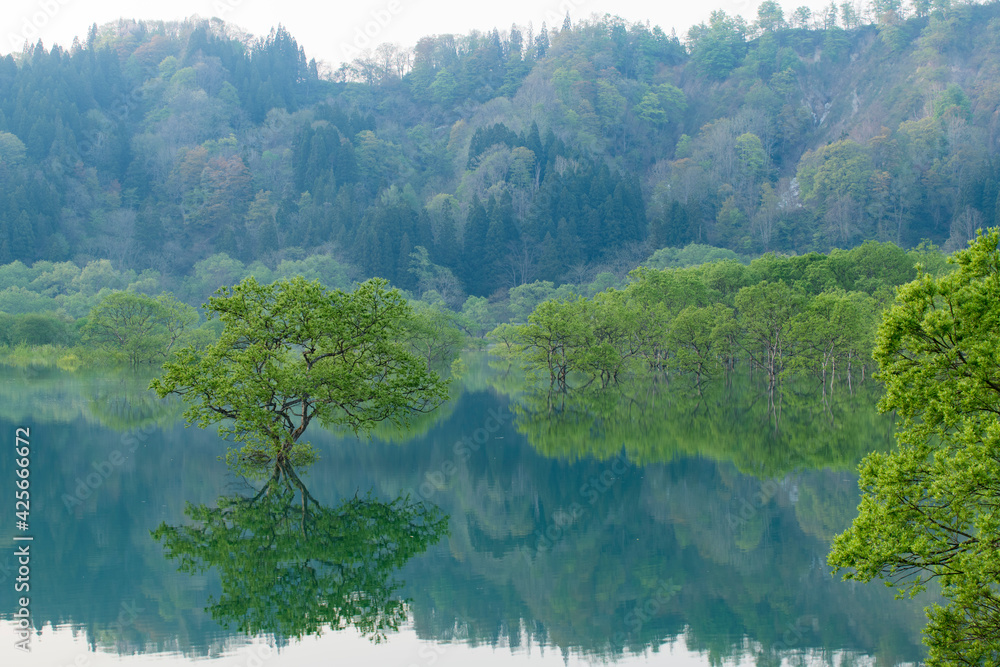 Φωτογραφία 白川湖の水没林
