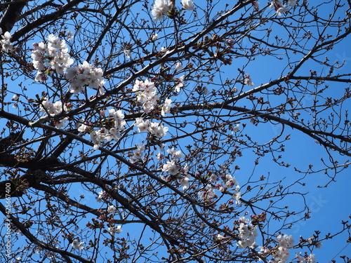 咲き始める桜