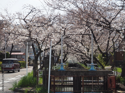 晴れた春の桜並木
