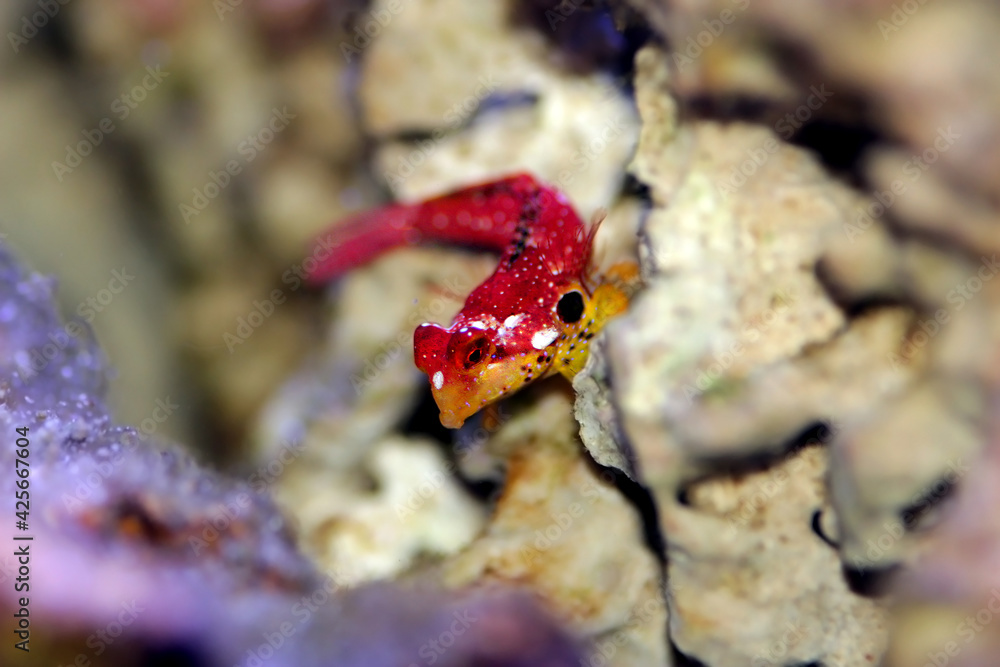 Flaming Scooter Blenny (Synchiropus sycorax)