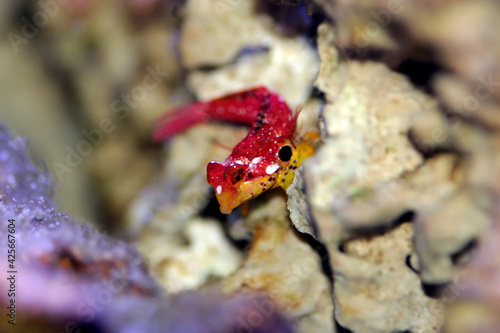 Flaming Scooter Blenny  Synchiropus sycorax 