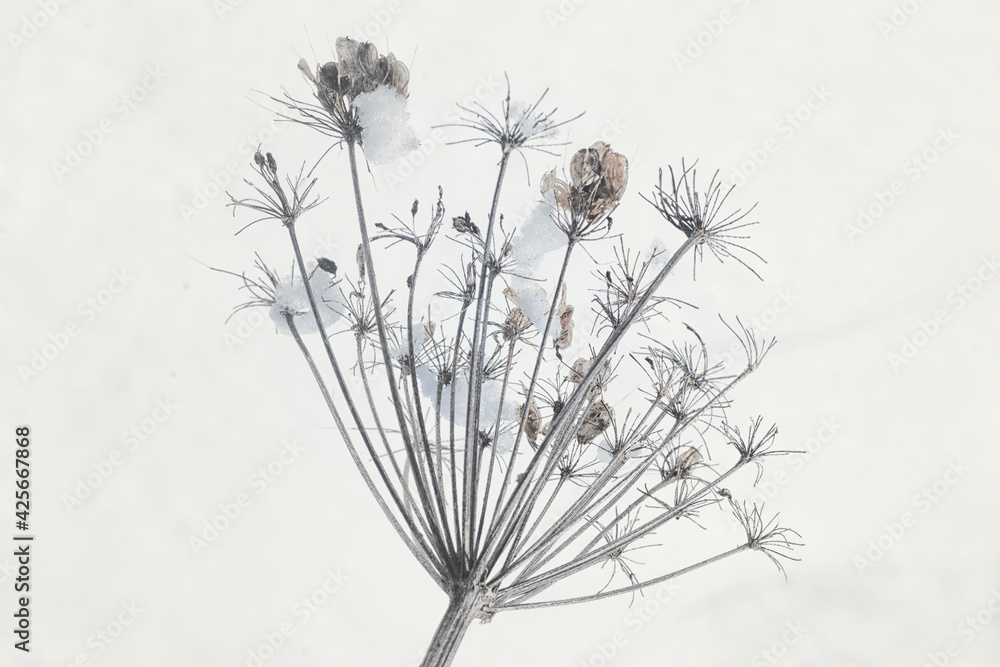 custom made wallpaper toronto digitalWinter Cow Parsnip Remnants